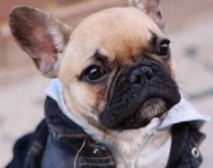 Moda Pet está aquecendo com chegada do frio