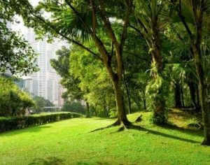Estudo relaciona área verde e menos câncer de pulmão
