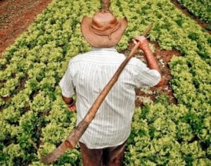 Governo muda regras para empréstimo a agricultores familiares