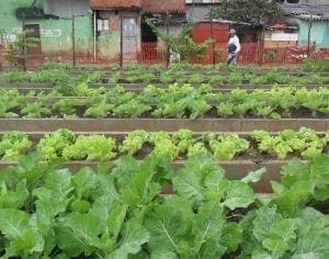 Lei também cria o Programa Municipal de Agricultura Urbana e Periurbana