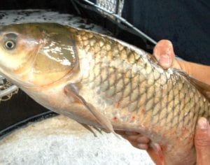 25ª edição da “Feira do Peixe Vivo” acontece em Londrina