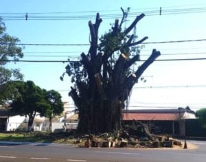 Árvore histórica é derrubada e revolta moradores nas redes sociais