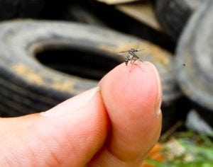 Prefeitura de Londrina começa multar quem tiver focos de dengue em casa