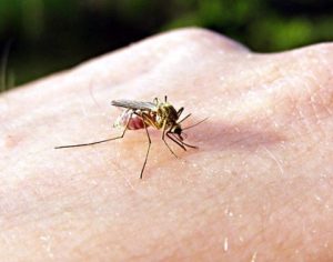 5 coisas que tornam você mais atrativo aos mosquitos