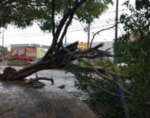 Chuva derruba seis árvores, aponta Defesa Civil de Londrina