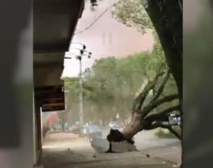 Ventos fortes derrubam árvore em Maringá; confira o vídeo