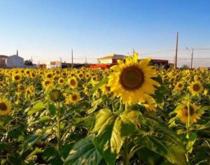 Campo de girassóis em Londrina faz sucesso nas redes sociais