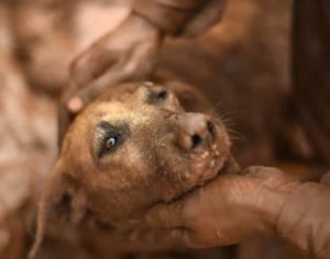 Editorial: Não foi acidente, foi crime ambiental