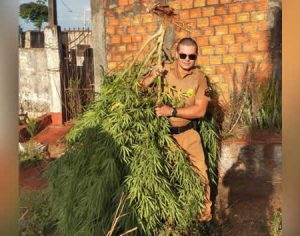 Polícia encontra árvores de maconha em terrenos na região de Londrina