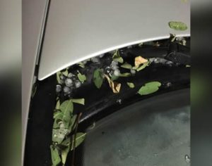 Chuva forte e granizo atingem a Zona Norte de Londrina; veja o vídeo