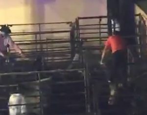 ONG divulga vídeo de touro recebendo golpes na cabeça na Expo Londrina
