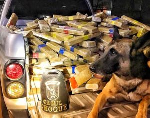 Cão encontra 600 kg de maconha em fundo falso de caminhão no Paraná
