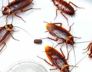 Baratas estão evoluindo para se tornarem impossíveis de matar, diz estudo