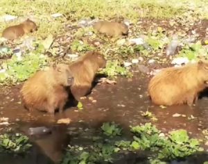 Vídeo: capivaras são vistas tomando sol no Lago Cabrinha em Londrina