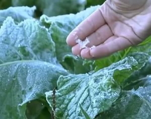 Geada faz preços de alimentos subirem em Londrina e região