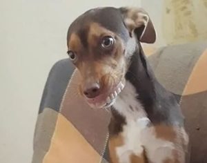 Cadela do Paraná ‘furta’ dentadura, e foto viraliza nas redes sociais