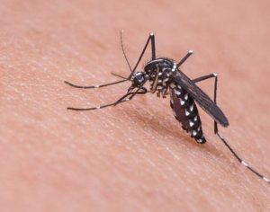Novo boletim aponta quase 2.800 casos confirmados de dengue em Londrina