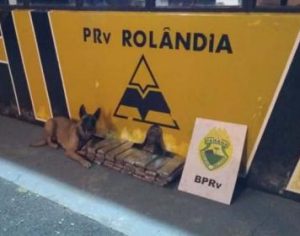 Cão Hórus fareja 27 kg de maconha em ônibus na região