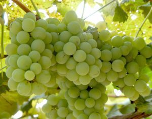 Para Iapar, Paraná pode se tornar maior produtor de frutas do Brasil