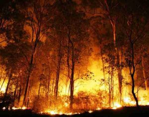 #PrayForAmazonia: Incêndios na Amazônia são assunto mais comentado do mundo