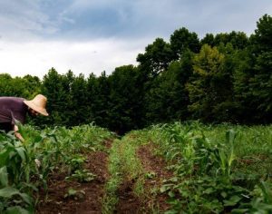 Entrega da Declaração do Imposto sobre a Propriedade Rural começa nesta segunda-feira
