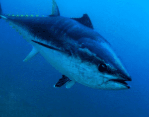 Pescadores fisgam atum azul de R$ 14 milhões, mas o devolvem ao mar