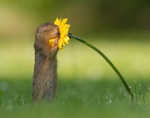 Fotógrafo captura momento exato em que esquilo cheira uma flor amarela