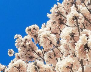 Florada de ipês embelezam Londrina neste mês; confira as imagens