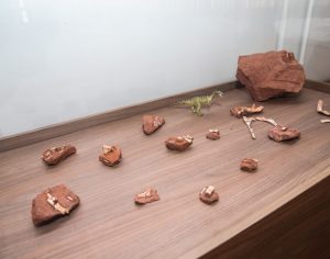 Sítio paleontológico no Paraná revelou quatro espécies de animais