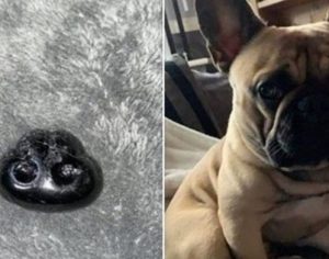 Mulher entra em pânico ao acreditar que cão perdeu o focinho