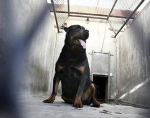 Bebê de 1 ano é morto após ser atacado por cão rottweiler