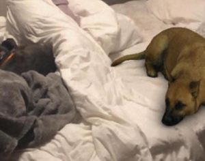 Saiba como usar o filtro do doguinho no Instagram