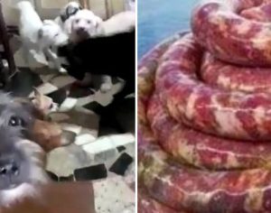 Família é presa por vender linguiça de gato e cachorro