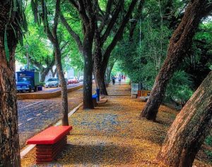 Um lindo registro da primavera no Zerão de Londrina