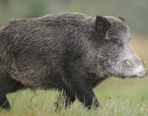 Porcos selvagens consomem R$ 92 mil em cocaína escondida no mato