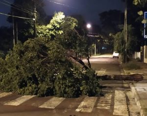 Defesa Civil registra mais de 40 quedas de árvores em Londrina