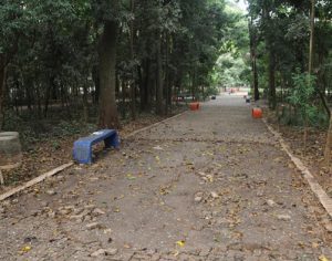 Macaco morde idosa que passava pelo Bosque Central de Londrina