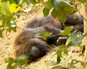 Governo do Paraná confirma mortes de macacos por febre amarela no estado