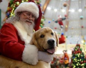 Shopping de Londrina tem trono especial para pets ao lado do Papai Noel