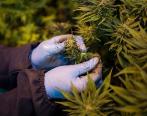Anvisa libera venda de produtos à base de cannabis em farmácias, mas veta cultivo