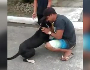 Cão reencontra dono após um ano e vídeo viraliza na web; assista