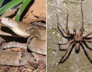 14 pessoas morreram após picada de animais peçonhentos ou venenosos no Paraná em 2019