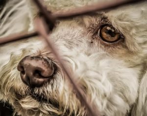 SEMA divulga telefones para denúncia de maus-tratos aos animais