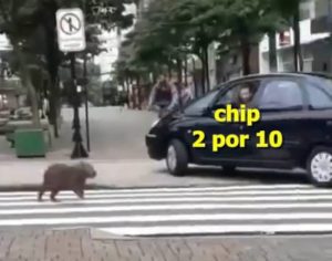 Londrinenses fazem ‘memes’ com capivara fugindo no Calçadão; veja imagens