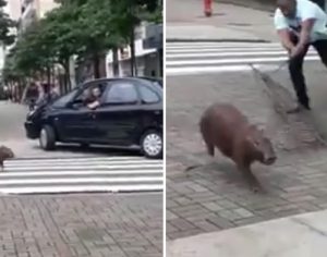 Vídeo de capivara correndo no Calçadão de Londrina viraliza na internet