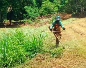 Prefeitura notifica donos de terrenos com mato alto em Londrina