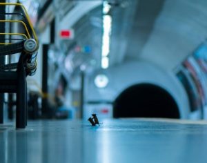 Imagem impressionante de camundongos ‘brigando’ ganha prêmio de fotografia