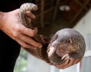Pangolim, mamífero em extinção, pode ser possível hospedeiro do coronavírus