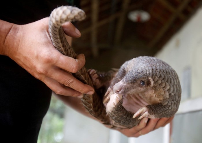  Homem segura pangolim, um dos animais silvestres mais traficados da Ásia e possível vetor de transmissão do novo coronavírus - Foto: Kham/Arquivo/Reuters 
