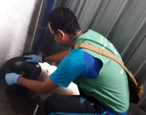 Prefeitura de Londrina instala armadilhas contra o mosquito da dengue